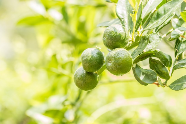 Kumquats o Citrus japonica Thunb en el árbol