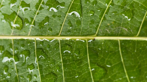 Kunst der schönen Wassertropfen auf dem Blatt