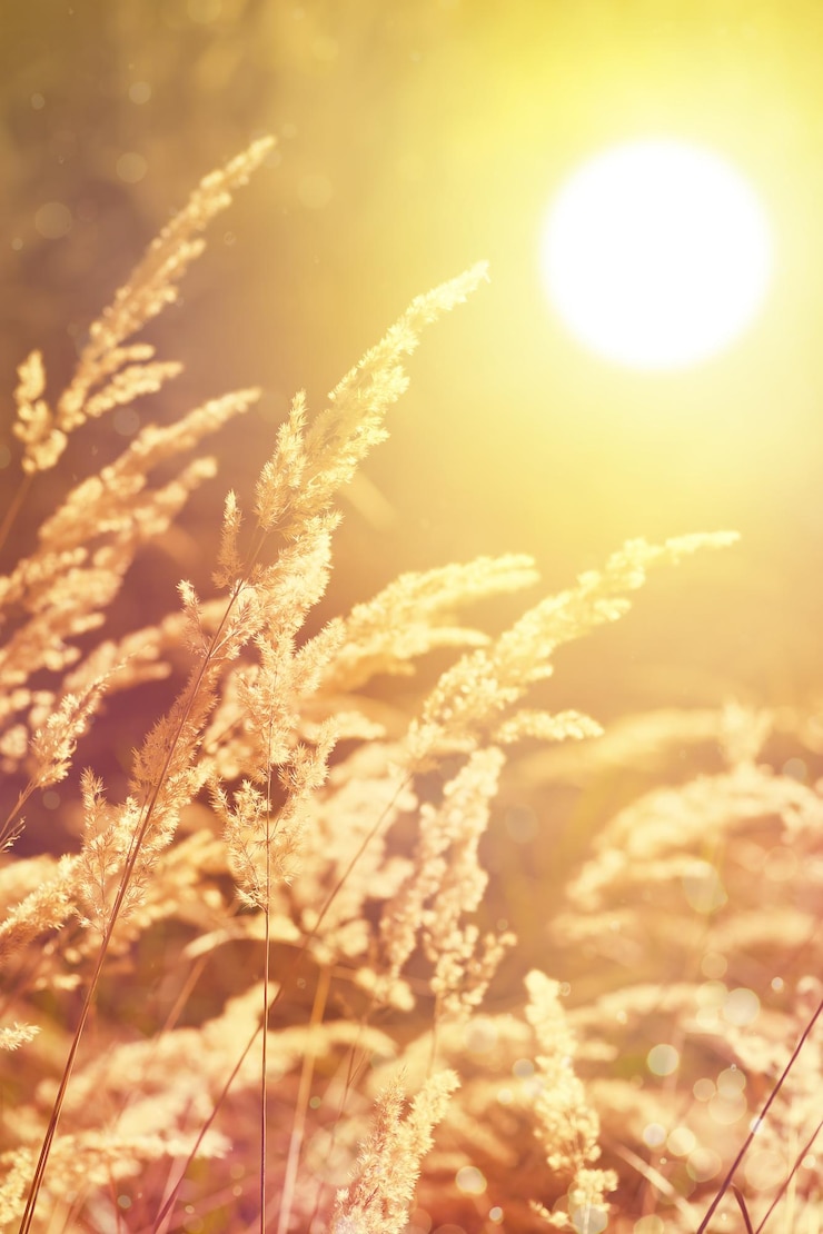 Foto kunst herbst sonnige natur hintergrund