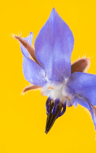 Kunstfotografie der blauen Blüten der Borretschpflanze isoliert auf gelbem Hintergrund