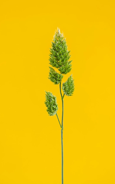 Kunstfotografie der Blütenstände der kanarischen Samenpflanze oder Phalaris canariensis auf gelbem Hintergrund Ein im Mittelmeerraum beheimatetes Gras