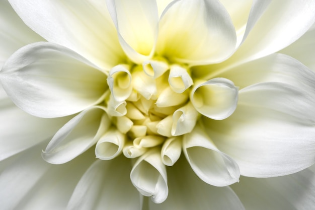 Kunstpostkarte Makrofotografie Herbstblume in weißen Farben