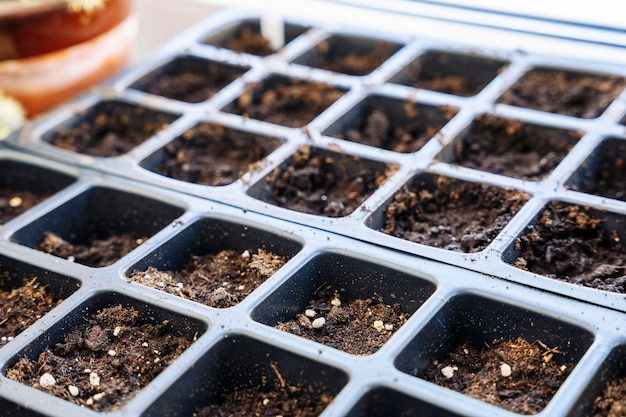 Kunststoff-Zellkassette für Setzlinge mit Erde für die Samenkeimung auf der Fensterbank Indoor-Gartenarbeit Frühlingspflanzung von Setzlingen und Samen von landwirtschaftlichen Pflanzen