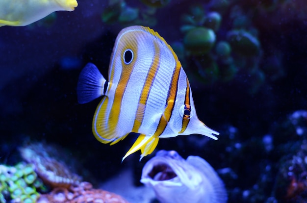 Kupferband-Falterfisch, Chelmon rostratus, Korallenrifffisch in einem dunkelblauen Wasser.