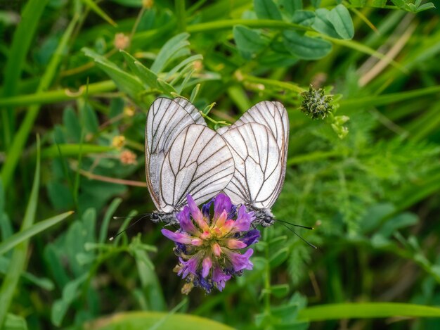 Kupferne weiße Dorn-Schmetterlinge paar Makro. Zwei Schmetterlinge im Akt der Liebe.