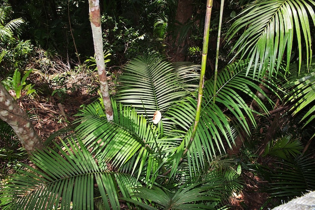 Kuranda Unterhaltungskomplex in den Bergen, Cairns, Australien