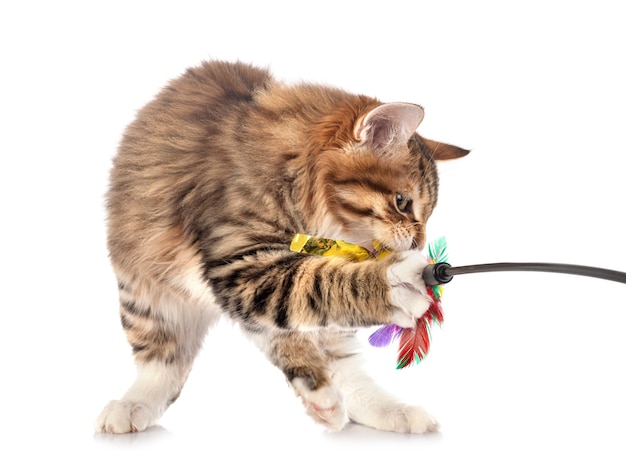 Kurilian Bobtail aislado en blanco