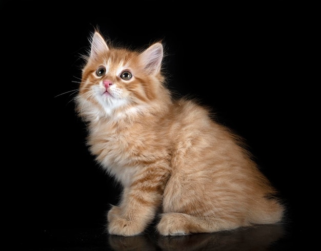 Kurilischer Bobtail im Studio