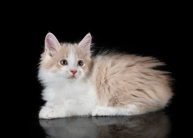 Kurilischer Bobtail im Studio