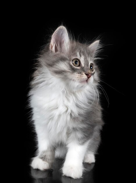 Kurilischer Bobtail im Studio