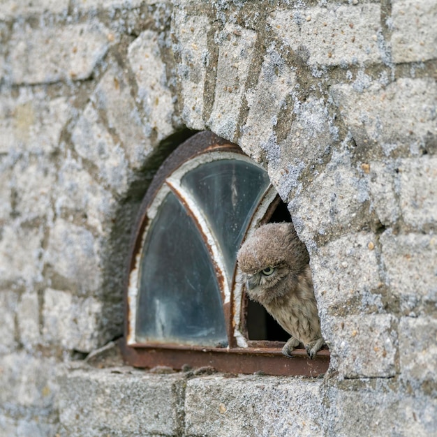 Kuriose Steinkauz (Athene Noctua) sitzt im Fenster mit zerbrochenem Glas eines alten zerstörten Hauses.