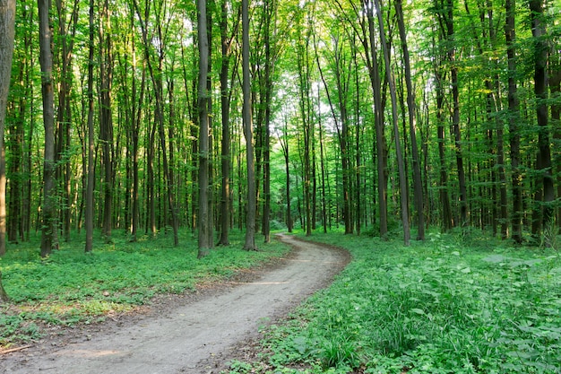 Kurvenfußweg durch grünen Wald