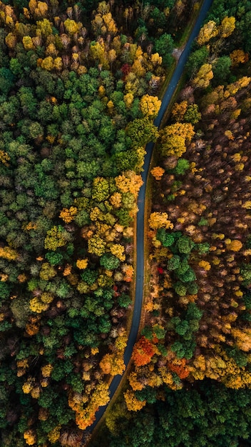 Kurvige kurvenreiche Straße im Wald mit buntem Laub in der Herbstsaison Aerial Drone Top-Down-Ansicht