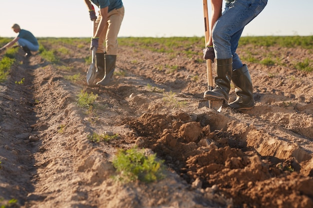 Foto kurzer schuss von nicht wiedererkennbaren arbeitern, die erde mit schaufeln graben und ernten auf gemüseplantage im freien pflanzen, die durch sonnenlicht beleuchtet wird, kopieren raum