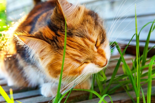 Kurzhaarige inländische schöne getigerte Katze, die frisches grünes Gras isst