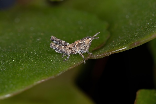 Kurzhörnige Heuschreckennymphe der Familie Acrididae