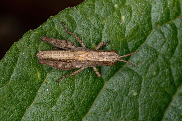 Kurzhörnige Heuschreckennymphe der Familie Acrididae