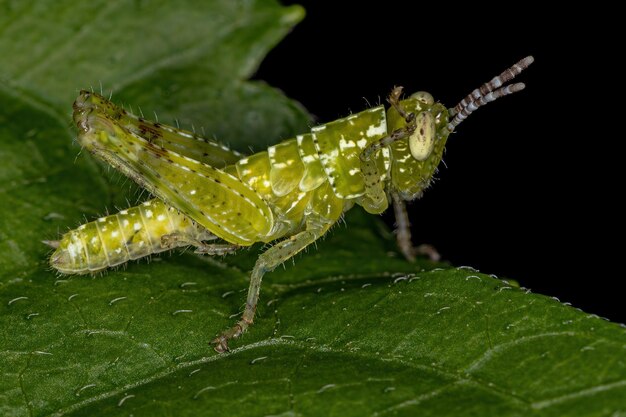 Kurzhörnige Heuschreckennymphe der Familie Acrididae