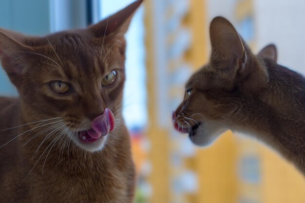 Kuss mit zwei roten Abessinierkatzen