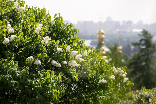 KYIV, UCRÂNIA - 10 de maio de 2019: Vista do Mosteiro de Vydubychi, rio Dnipro e flores lilás no Jardim Botânico Nacional de Hryshko em Kiev.