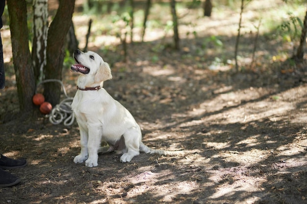 Kynologe trainiert im Sommer einen Golden Retriever im Park. Weißer Golden Retriever im Park