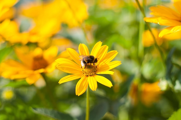 Él está sentado en una abeja margarita amarilla