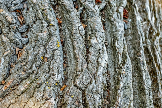 Él ladra de un viejo árbol. Fondo y textura del concepto