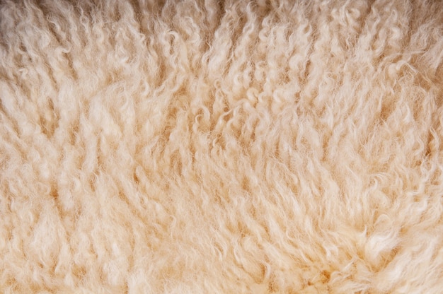 Lã de ovelha. Fundo de cordeiro de textura de lã de ovelha