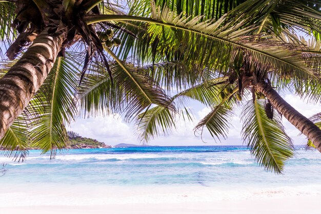 Foto la digue, strand der seychellen