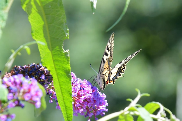 Foto la farfalla sul fiore delle farfalle