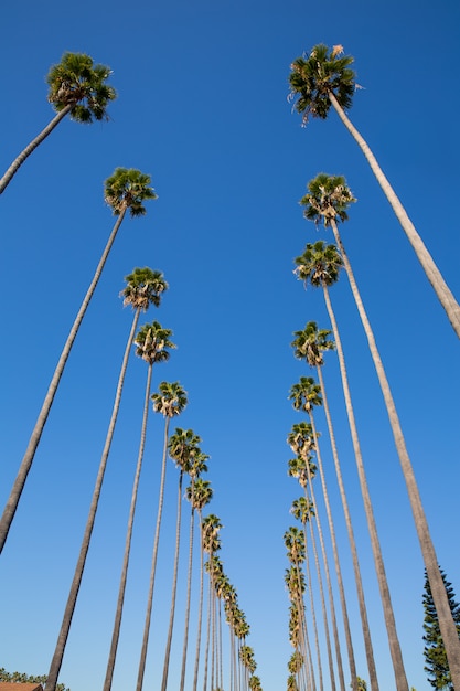 La los angeles-palmen in folge typisches kalifornien