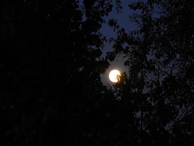 Foto la luna llena entre las ramas de los árboles