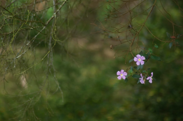 la naturaleza