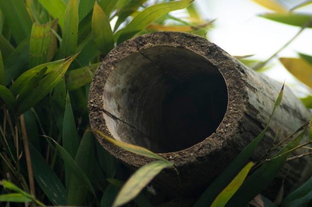 la naturaleza