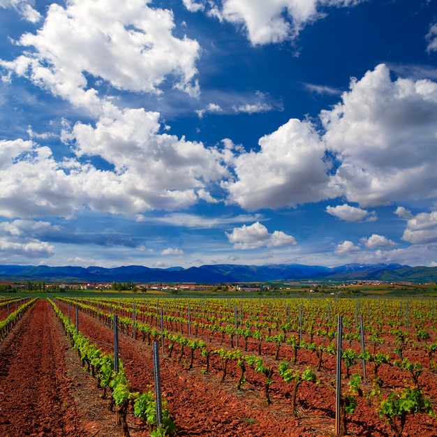 La Rioja vinha campos no caminho de Saint James