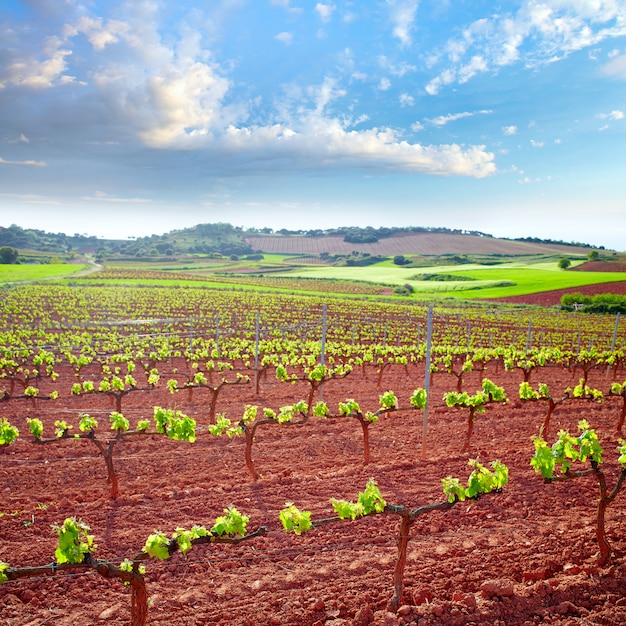 Foto la rioja vinha campos no caminho de saint james