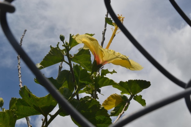 la vida em el campo