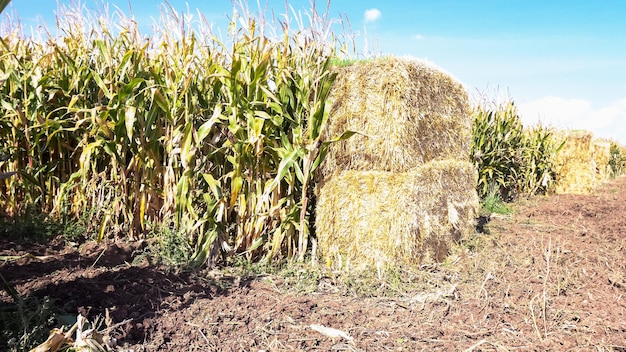 Laberinto de maíz en el huerto de calabazas.