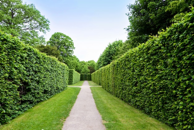 Labirinto verde no jardim schonbrunn