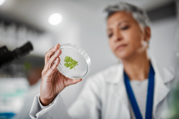 Foto labor-petrischale oder frau mit blattprobe in der medizintechnik gvo-lebensmittelanalytik oder landwirtschaftliche innovation zoom-wissenschaftler oder hände mit wissenschaftspflanze in glas-pharma-studie zum klimawandel