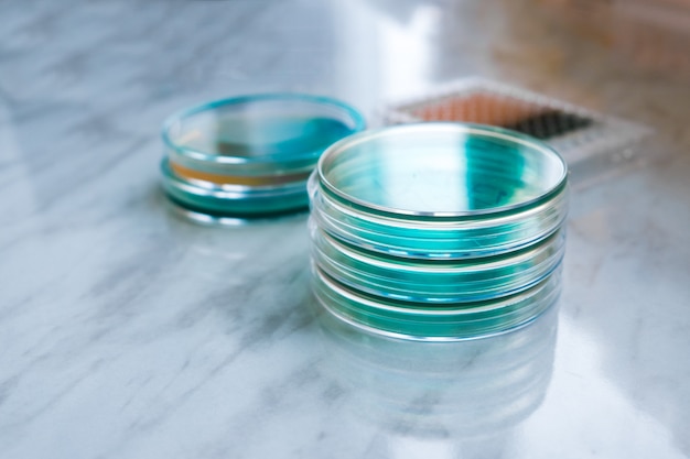 Laboratorio científico Placas de Petri llenas de solución azul para un experimento biológico en un laboratorio de investigación.