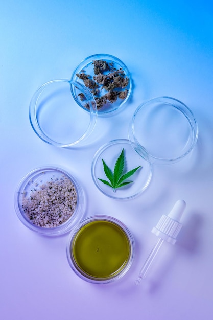Laboratorio cosmético abstracto a la luz de neón de la investigación del cannabis Duotone azul y púrpura Cosméticos naturales o súper alimentos Uso legal y médico de la marihuana Vista superior