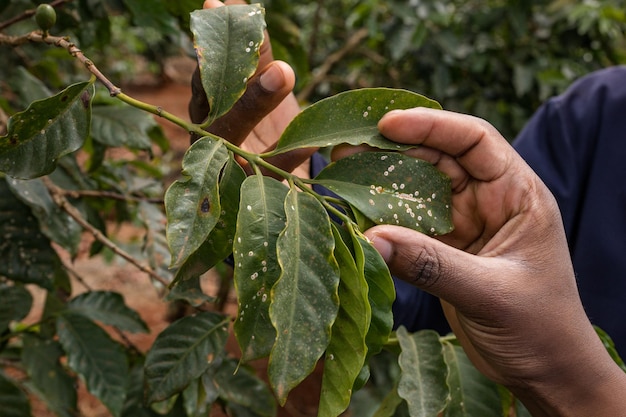 Laboratório de ensaios de coleções de folhas de café no Quénia Paisagem Agricultura Agrícola Agronegócio