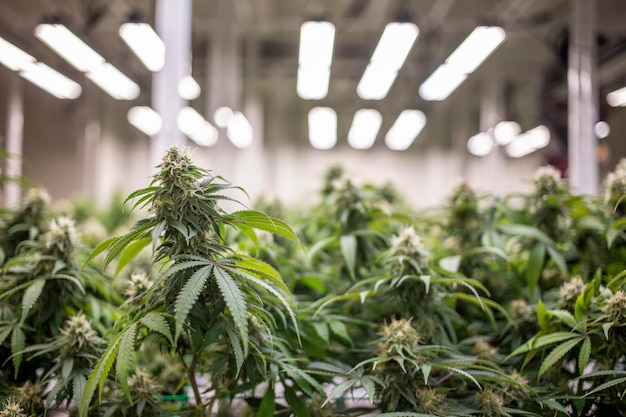 Laboratorio de marihuana en invernadero para investigar medicamentos a partir de thc en la planta de cannabis