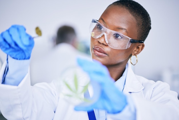 Laboratorio de mujer negra y cogollo de marihuana medicinal con hoja de plato y control de ciencia e investigación de crecimiento Científica africana maleza e inspección para el desarrollo de innovación farmacéutica o aceite de CBD