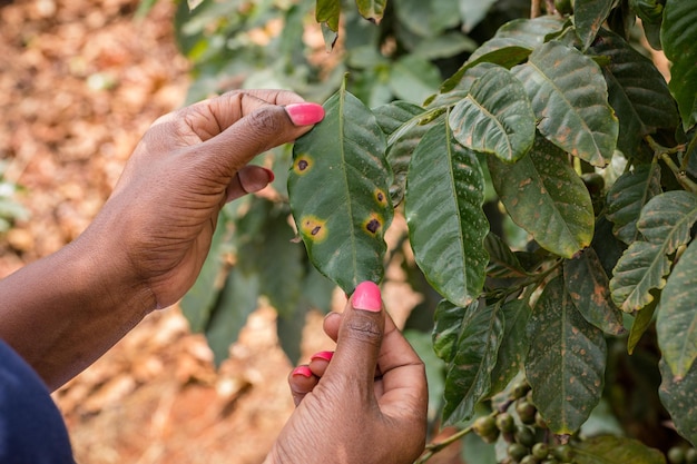 Laboratorio de pruebas de colecciones de hojas de café en Kenia Paisaje Granja agricultura Agricultura Agribusiness