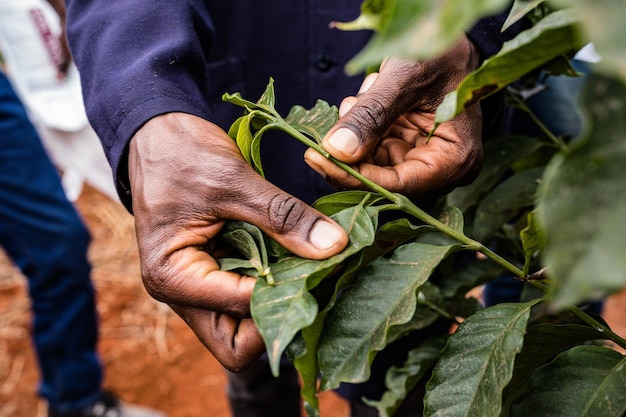 Laboratorio de pruebas de colecciones de hojas de café en Kenia Paisaje Granja agricultura Agricultura Agribusiness