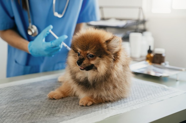 Laboratórios veterinários Injeção cães