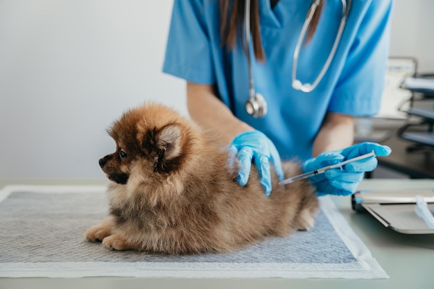 Laboratórios veterinários Injeção cães