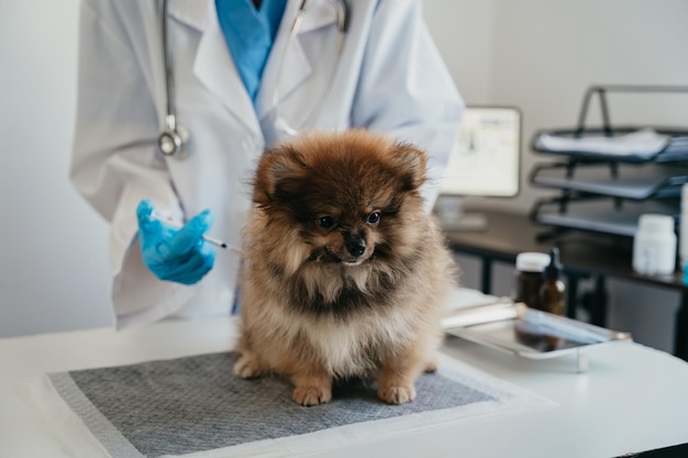 Laboratórios veterinários Injeção cães